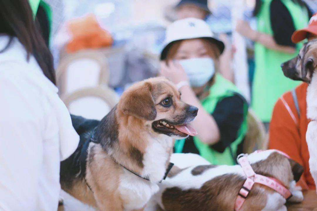 办狗证不要证便宜_北京办狗证金毛不给办_广州养狗办证