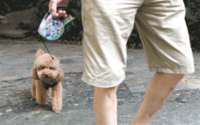 广州：养犬先登记 遛狗请牵绳