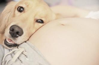 怀孕的人到底可不可以养狗