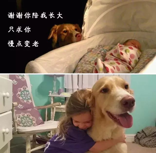 美美剧剧电电视视aapppp_警事 美剧_养狗这件事 电视剧