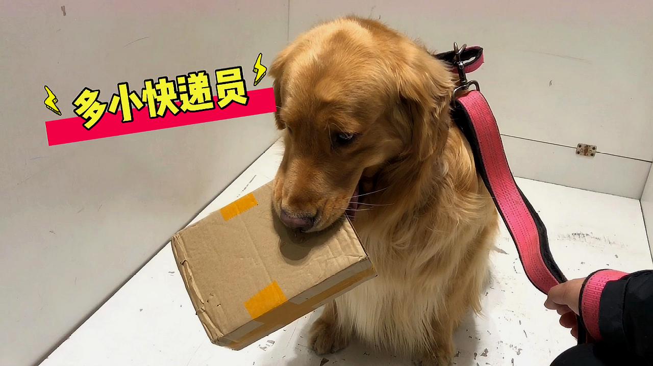 怀孕的时候养狗_养博美犬好还是养泰迪狗好_养哪几种狗好养能赚钱