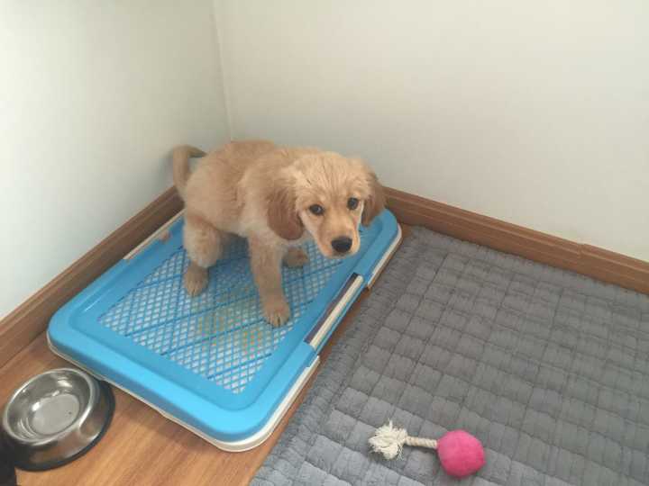 如何训练狗狗使用狗狗厕所【图】_怎样训练狗狗大小便狗厕所_如何训练泰迪去狗厕所