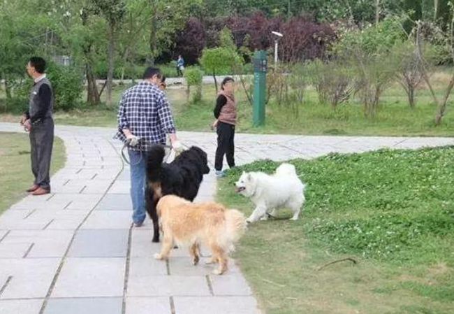 如何训练狗狗使用狗狗厕所【图】_训练狗狗大小便要多久_怎样训练狗狗大小便狗厕所
