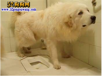 训练狗狗大小便要多久_如何训练狗狗使用狗狗厕所【图】_怎样训练狗狗大小便狗厕所