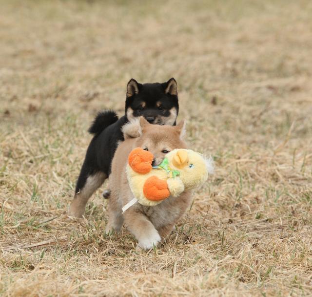 狗狗定点大小便怎么去训练？犬没有怎么办？