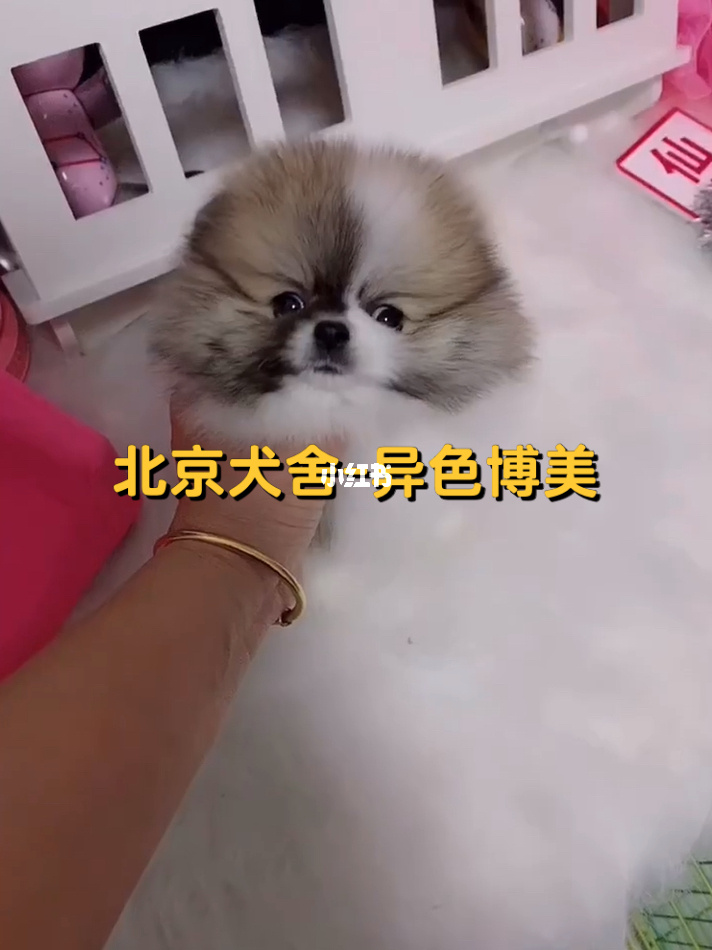 泰迪跟博美杂交幼犬图_杂交狗博美_银狐犬和博美杂交图片