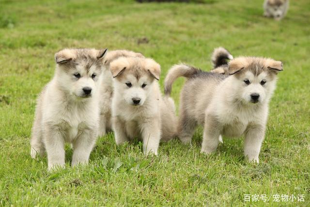 犬只坐定的姿势，表面看来似乎很简单，实际上却需要做基本训练