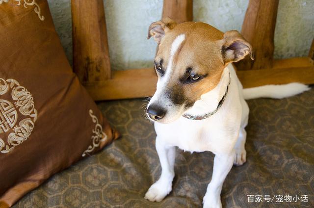 犬只坐定的姿势，表面看来似乎很简单，实际上却需要做基本训练