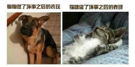 养猫 比养狗_新手养什么狗最好，要聪明的狗_上海猫背猫奶奶卖房子养流浪猫