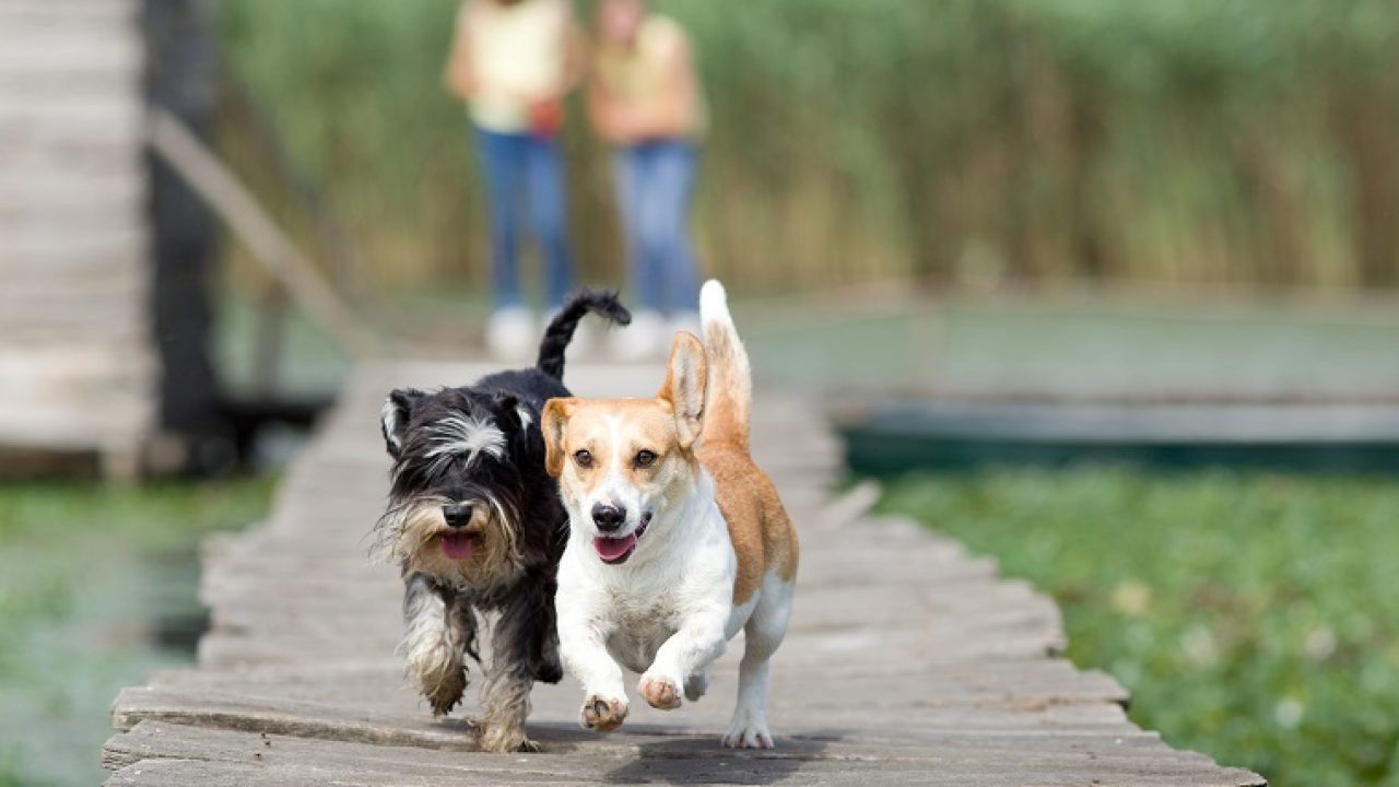 狗狗进行近亲繁殖真的安全吗？为什么纯种犬都是近亲繁殖的？