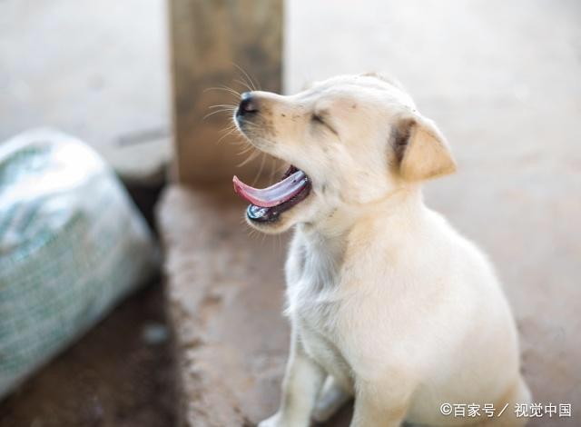 每天遛狗是我们养狗人的必修课，到底是人遛狗还是遛人呢？