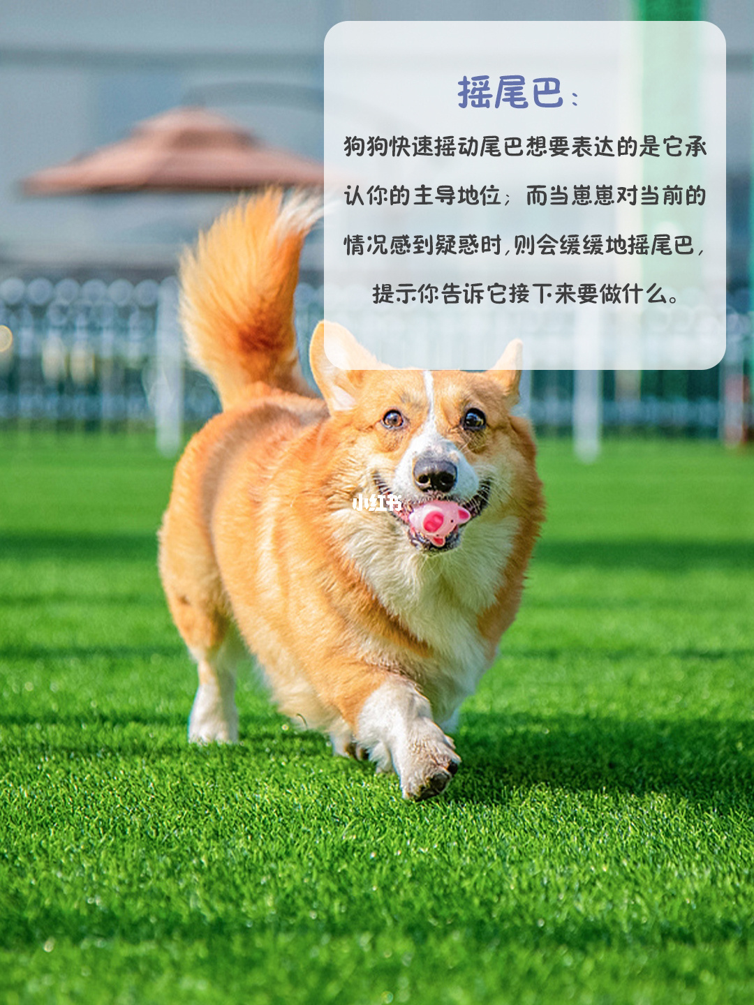 狗狗训练狗狗_训练狗狗不动_怎么训练狗狗大小便