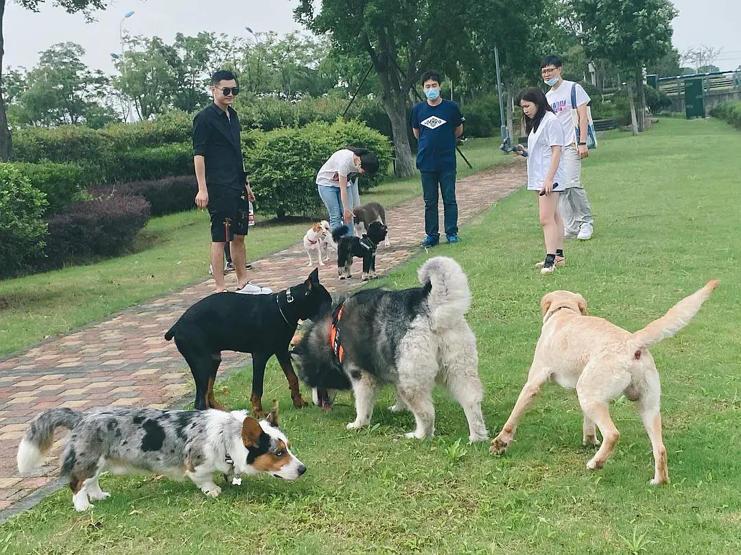 苏州办理养狗证_济南狗证怎么办理_南京办理狗证需要什么