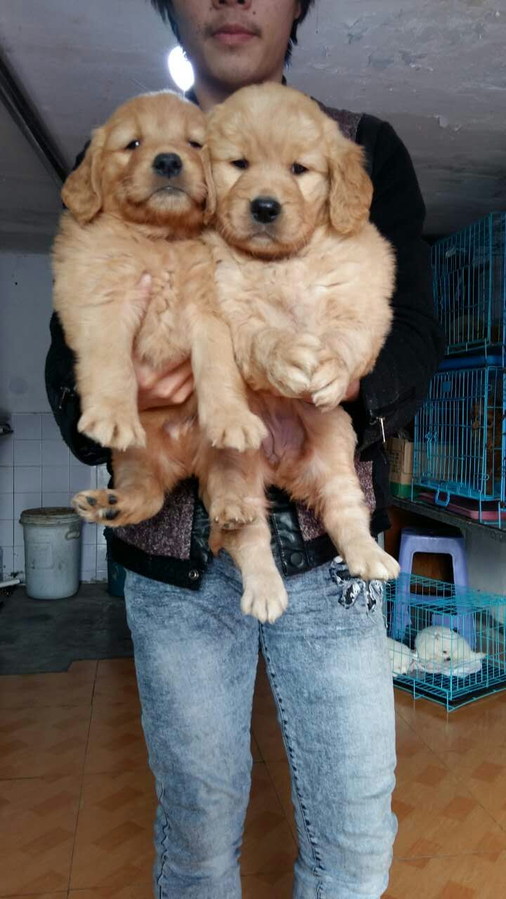 苏州办理养狗证_济南狗证怎么办理_南京办理狗证需要什么