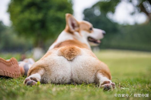 腿短却跑得很快，聪明又非常可爱！(组图)