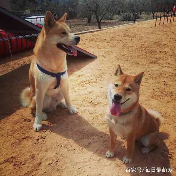 秋田犬和柴犬这两种犬是我们最常见的日本狗狗品种