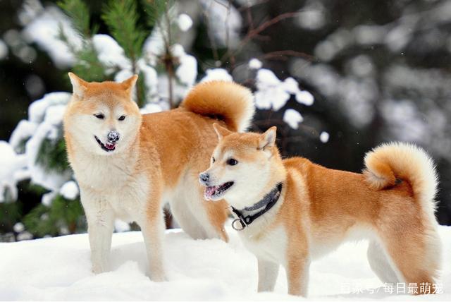 秋田犬和柴犬这两种犬是我们最常见的日本狗狗品种