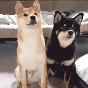 秋田犬和柴犬这两种犬是我们最常见的日本狗狗品种
