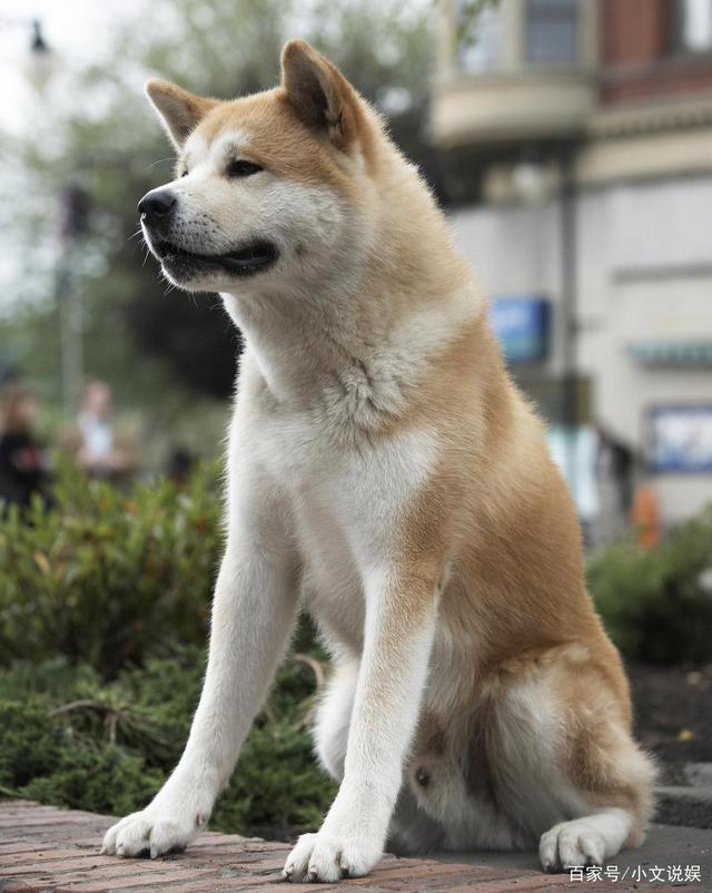 《忠犬八公的故事》之就是忠犬