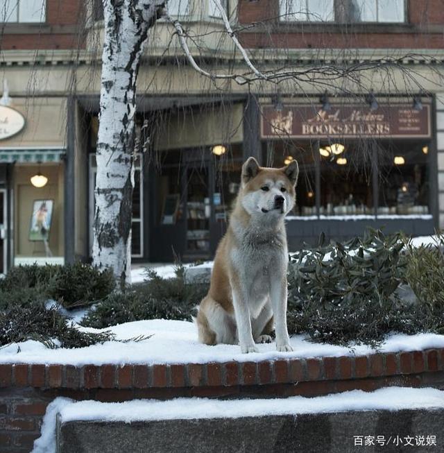 《忠犬八公的故事》之就是忠犬