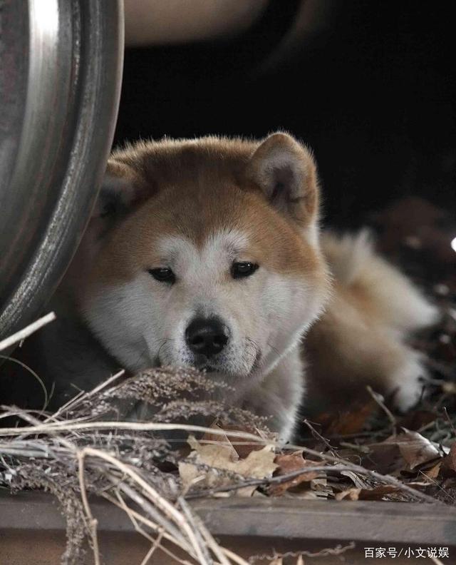 《忠犬八公的故事》之就是忠犬