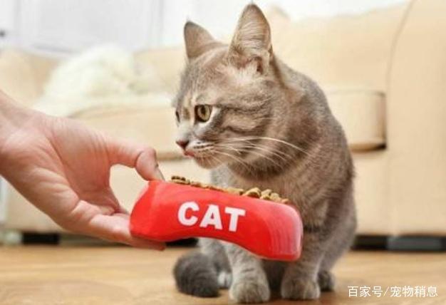 养猫之前的坏处有哪些？猫咪不一样怎么办？