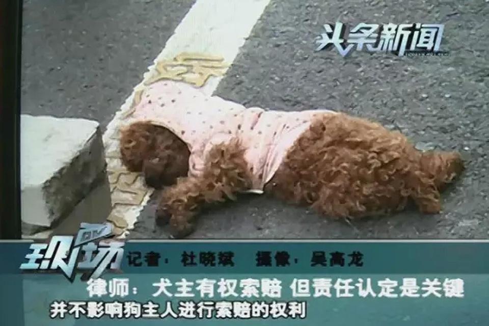 深圳一小狗突然冲出马路被撞死狗主人将其车拦