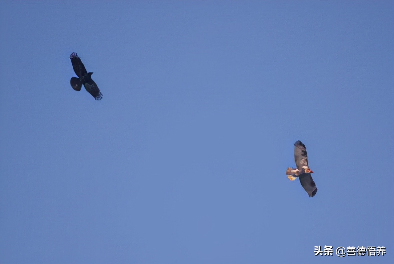 乌鸦vs老鹰，谁才是真正的空中霸主？镜头记录全过程