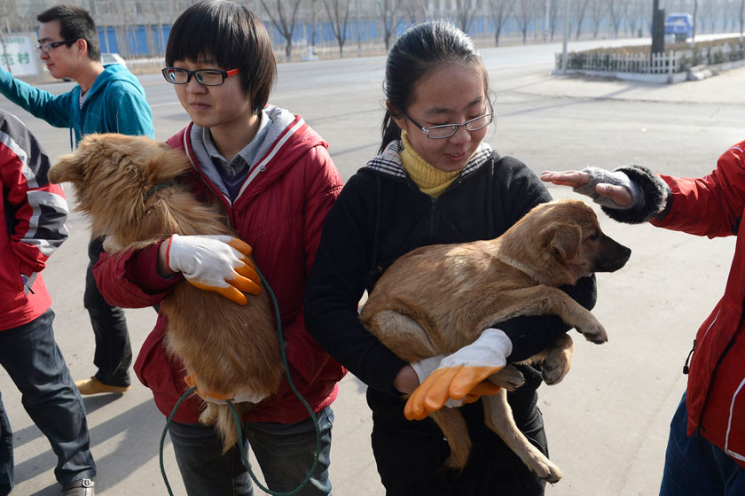 深圳哪里买狗_深圳 给狗上狗证_玉林狗贩虐狗逼爱狗者买 "不买就夹死"