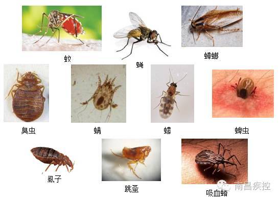 狗病防治手册_四十条狗有一条病狗_痛风防治手册,痛风饮食手册