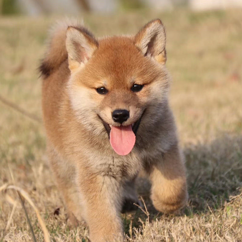 八喜犬舍都有什么狗_犬舍的狗怎么样_犬舍 买狗