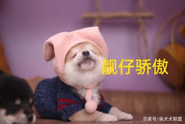 不是和犬舍的柴犬到底有啥区别？怎么挑？