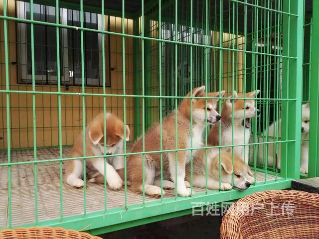相狗秘诀什么狗养不得_青岛养狗条例_深圳市关于养狗的条例