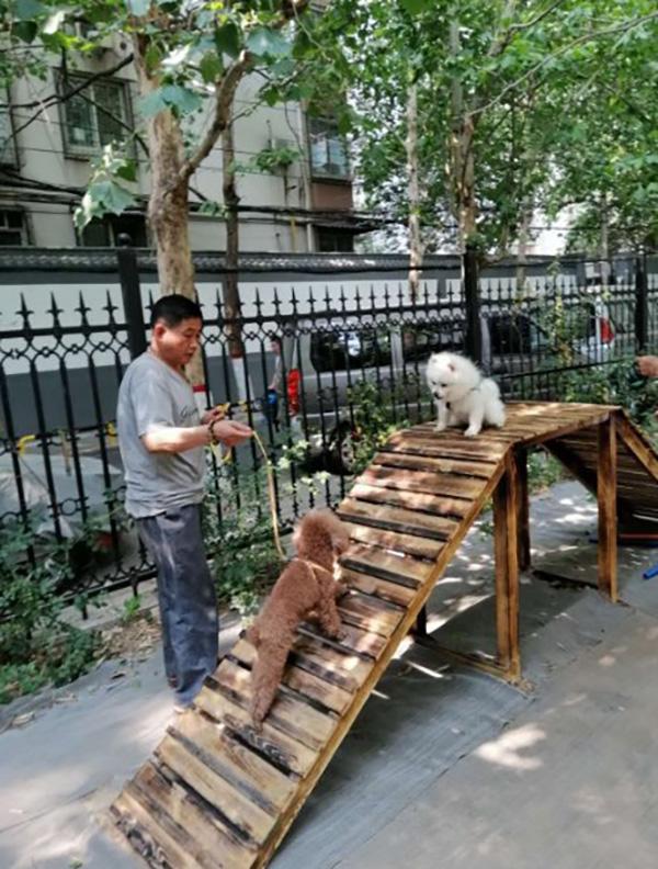 青岛养狗条例_相狗秘诀什么狗养不得_深圳市关于养狗的条例