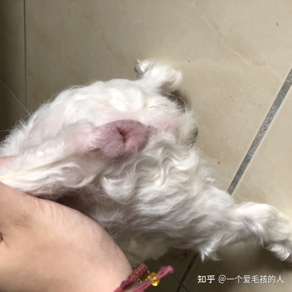 狗窝窝犬舍网_东方狼苑犬舍中狗狗的价钱_犬舍 买狗