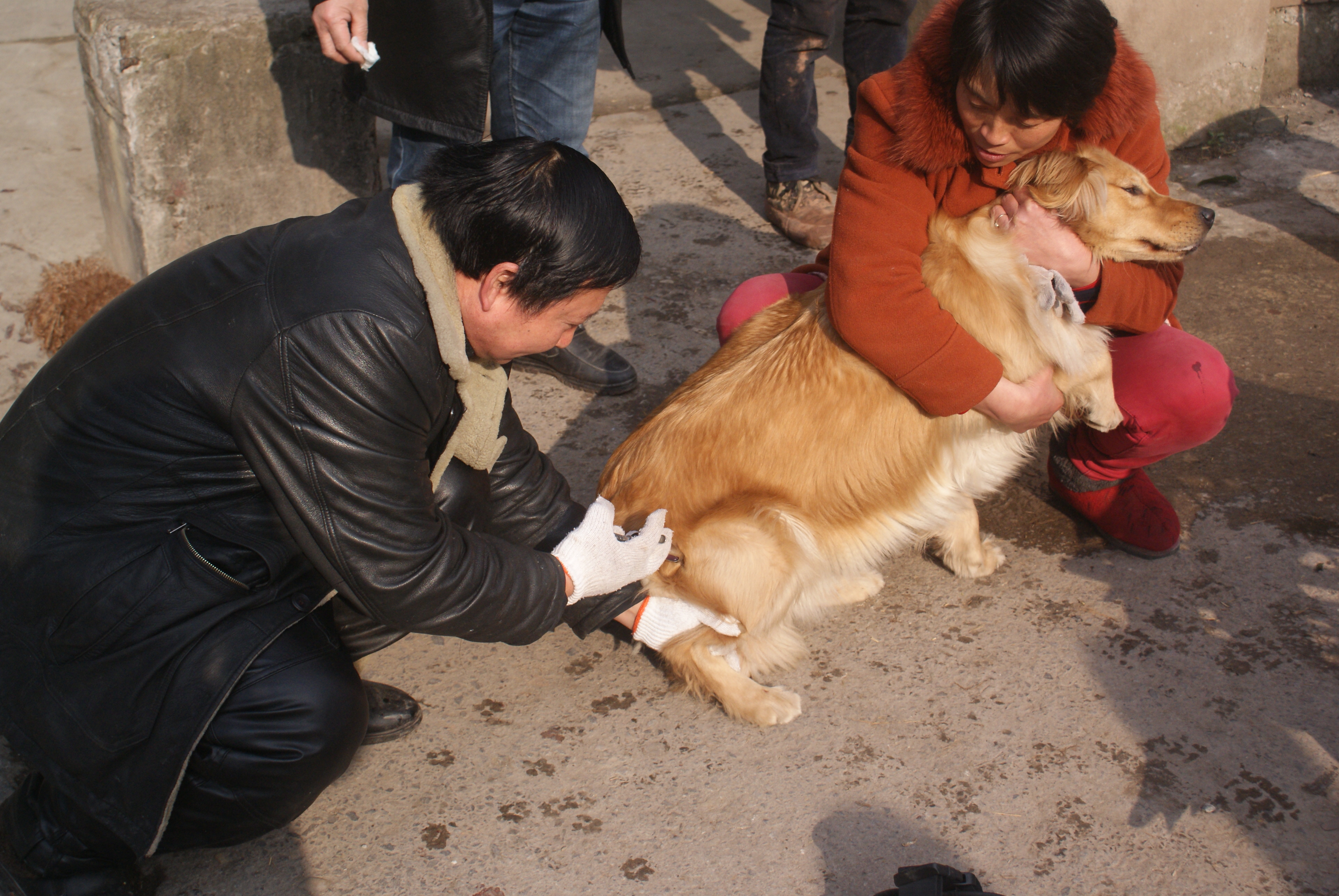 疯狗病狗还吃东西吗_吃狗舔过东西会得病吗_梦见狗追我要东西吃