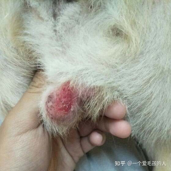 狂犬病 病狗_狗带有狂犬咬人会死吗_诊断狗狂犬六个标准