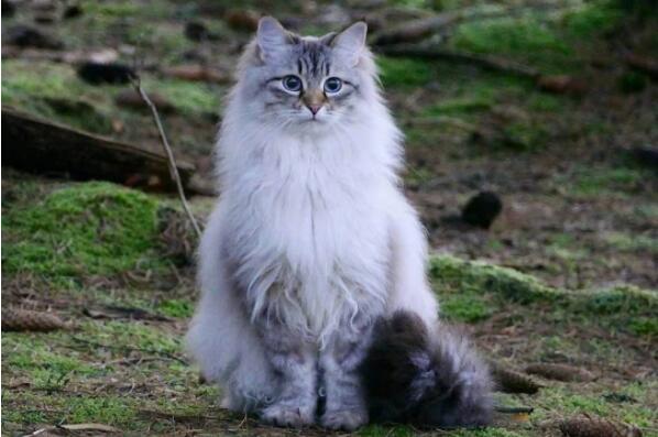 俄罗斯十大名猫1.西伯利亚森林猫(组图)猫