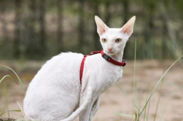 俄罗斯十大名猫1.西伯利亚森林猫(组图)猫