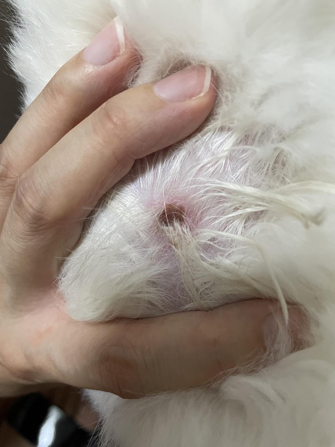 一些常见狗病防治_感染科常见那些病病_牛病大全牛病防治技术