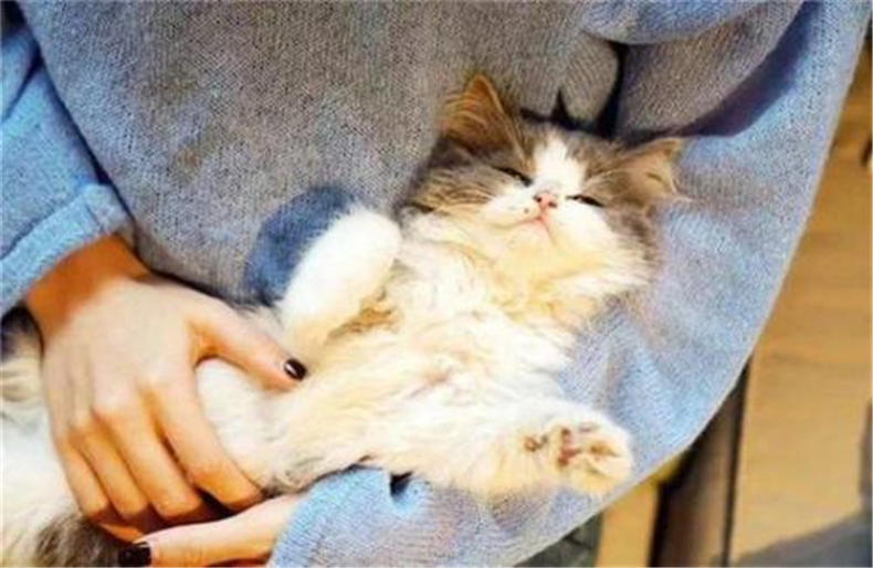 和猫一起睡觉的好处还真不少，难怪这么多人喜欢和猫咪睡觉