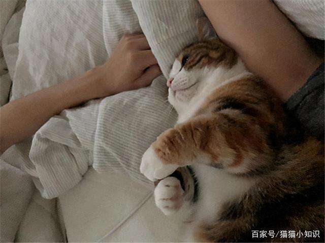原来猫咪喜欢挨着你睡觉，是有这些原因。。