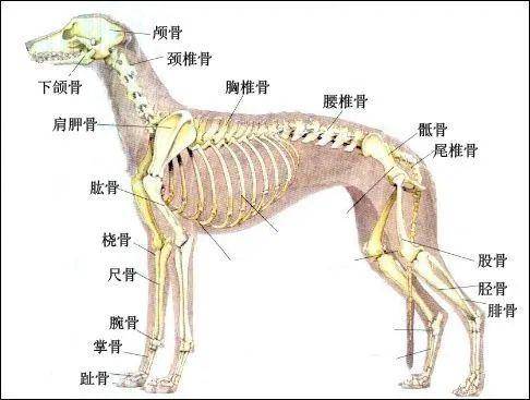 怎么训练狗狗站立行走_什么狗最好训练站立行走_怎么训练狗狗站立行走