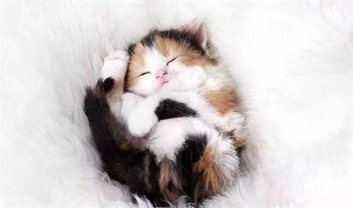 有没有想过，为啥猫咪那么爱和猫主人睡觉呢？