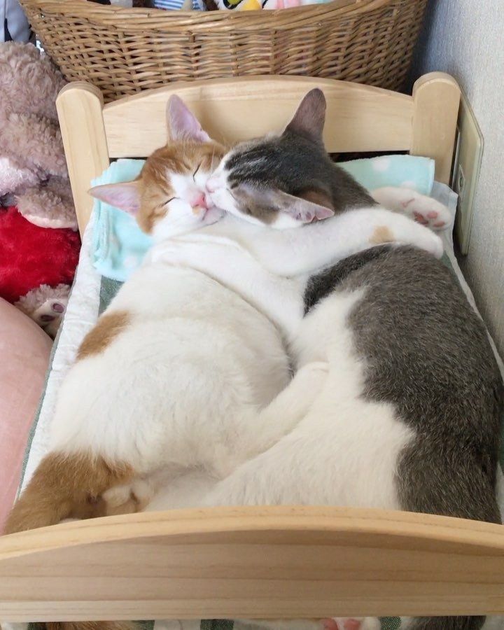 猫咪喜欢抱着手睡觉_猫咪喜欢和主人睡觉_猫咪喜欢咬主人为什么