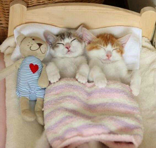 猫咪喜欢抱着手睡觉_猫咪喜欢咬主人为什么_猫咪喜欢和主人睡觉