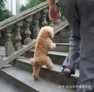 泰迪站着走路会导致肢体负担，对狗狗的伤害有多大？