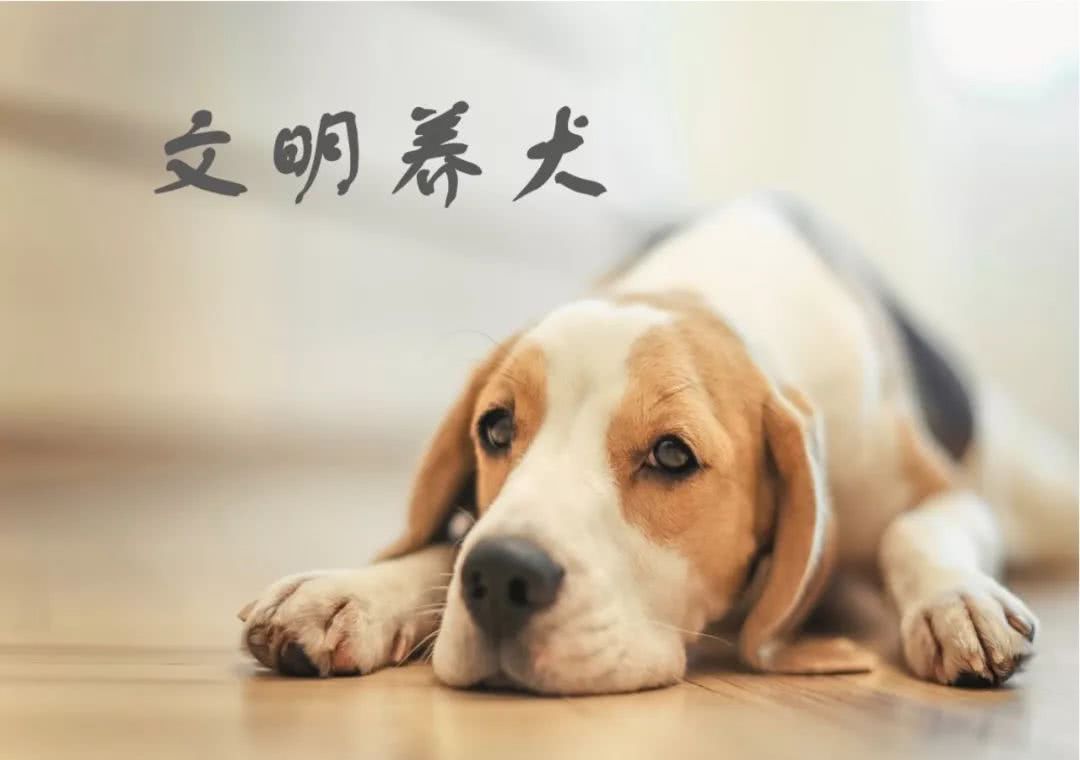 北京可以养哈士奇吗_哈士奇是阿拉斯加犬吗_哈士奇是北京限养犬吗