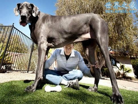 世界上最大的狗，大乔治(高2.2米/重111公斤)(www.souid.com)
