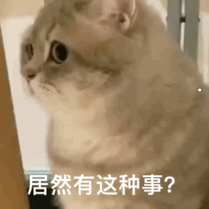 宠物猫为什么在商家不发病呢